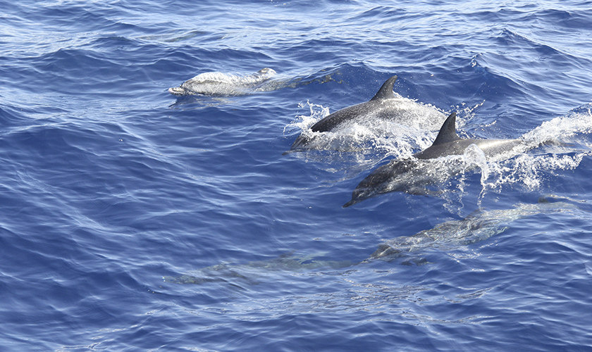 Beobachtung von Walen und Delfinen